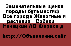 Замечательные щенки породы бульмастиф - Все города Животные и растения » Собаки   . Ненецкий АО,Фариха д.